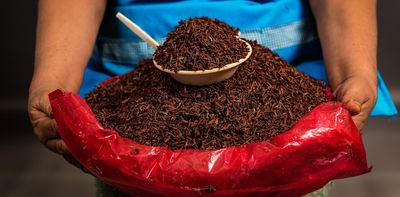 Would you eat a grasshopper? In Oaxaca, it’s been a tasty tradition for thousands of years