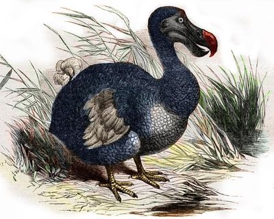 Scientists claim they’ve made ‘pivotal step’ in bringing back the dodo for first time in 300 years