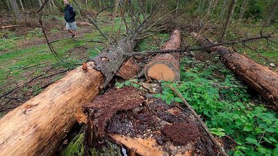 Sweden and Finland move to safeguard bioenergy production