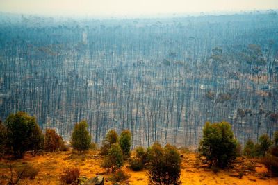Labor’s 2035 emissions target a ‘sliding doors’ moment for future generations