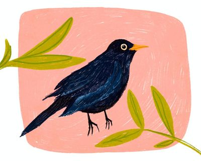 In the days after my mum died, a blackbird lingered like a messenger of solace