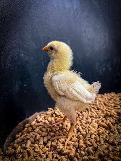 Colossal Biosciences Announces Dodo De-Extinction Breakthrough