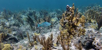 Caribbean coral reefs are running out of time to keep up with rising seas – new study