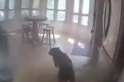 Moment police rush to save rescue dog trapped in burning house