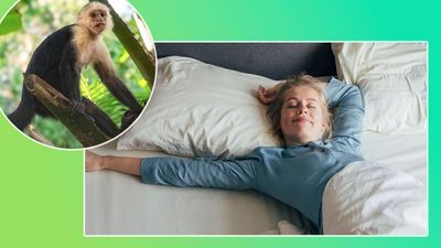 I thought the viral drunken monkey sleep hack was a joke — until I tried it