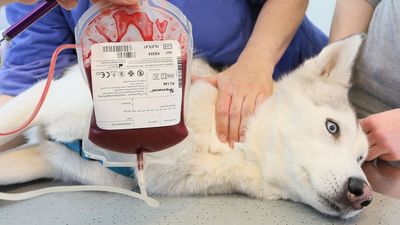 Pet blood donation: Why it’s needed, whether it hurts, and how to get involved