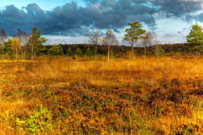 ‘Power of peatlands’ embraced in new strategy to tackle climate crisis