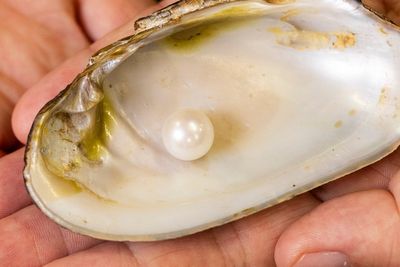 Country’s largest freshwater pearl in 400 years goes on display