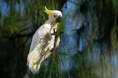 Nest boxes help endangered cockatoos find homes in urban Hong Kong