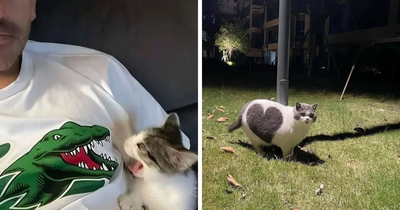 139 Adorable And Wholesome Cat Pics And Stories