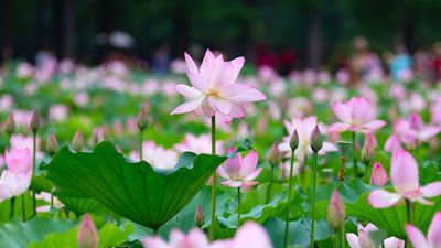 How to plant lotus seeds – 5 simple steps to grow your own elegant pond centerpiece