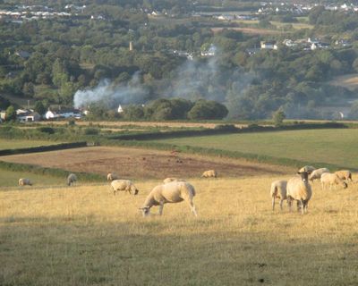 Country diary: Swallows on the wire, berries in the hedges