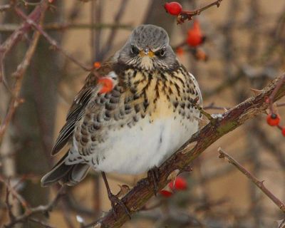 Weatherwatch: Early ripening berries could be bad news for UK’s visiting birds