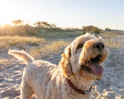Oodles of Lucys: survey reveals Australia’s most popular dog breeds and names