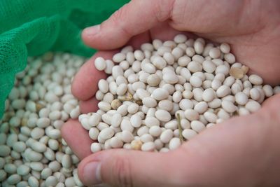More beans and rearranged menus found to boost intake of greener lower-fat foods
