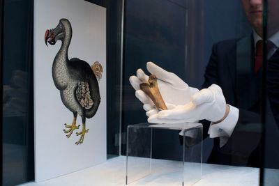 Scientists declare ‘pivotal step’ in bringing back extinct dodo