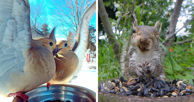Woman Puts Camera On Bird Feeder In Her Yard, Here Are The 50 Best Shots She Captured