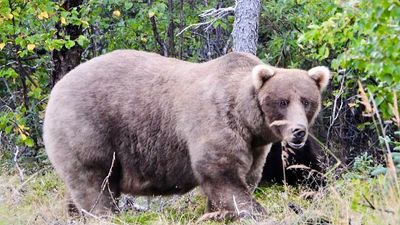 What is Fat Bear Week? Alaska's chunkiest brown bears compete for title in viral contest