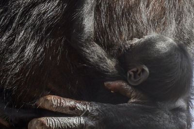 Zoo birth a ‘symbol of hope’ for endangered bonobos