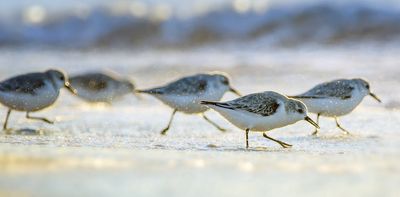 For birds, flocks promise safety – especially if you’re faster than your neighbor