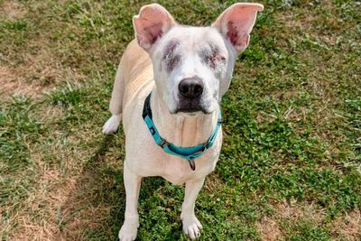 Blind dog known as the ‘hot mess express’ lights up the internet after being put up for adoption