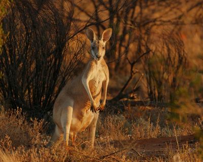 Australia 3D review – the world’s most majestic tourism ad