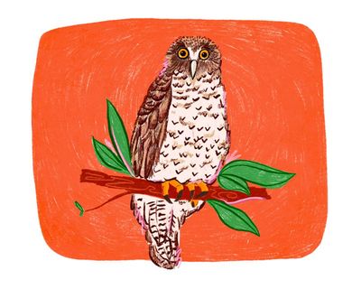Powerful owls’ grisly crime scenes in urban parkland remind us we share suburbia with a magnificent predator