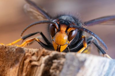 Experts issue warning over Asian hornets as sightings rise