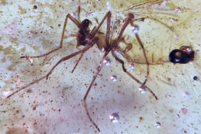 Prehistoric insects trapped in amber give ‘little windows’ into ancient life on Earth