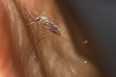 Genetic clues to how malaria-carrying mosquitoes evade control identified