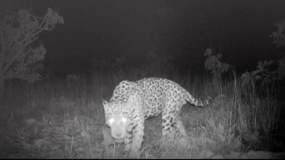 Jaguar in Brazil smashes record for the species' longest documented swim