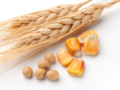 Grain Market Update: Navigating Harvest Headwinds, What's Next for Corn and Soybeans?