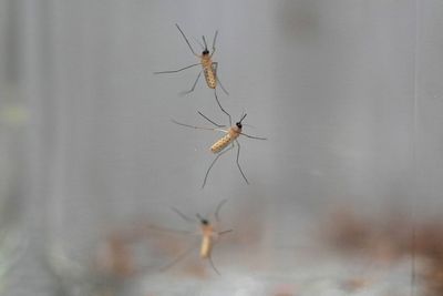 Malaria closer to being eliminated for good after new mosquito study
