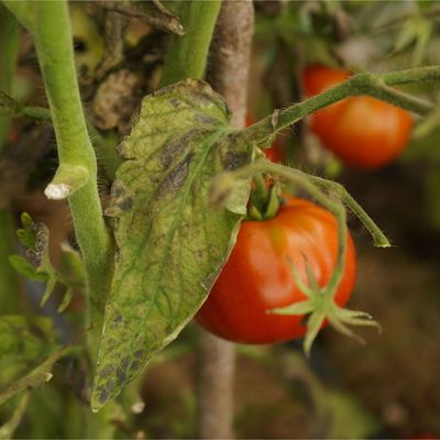 5 destructive plant diseases to watch out for in September – and the best ways to protect your garden