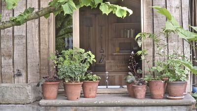 5 low-maintenance, shade-loving plants for pots that garden designers always recommend to brighten up dark corners
