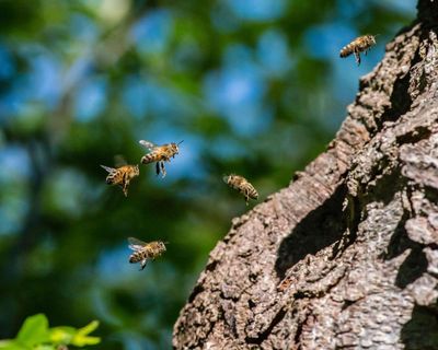 Why saving the honeybee could be bad news for other bees