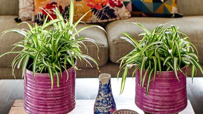 Houseplant experts say you can grow spider plants without soil – but offer a word of warning about this water culture method