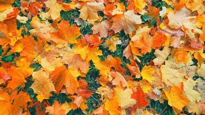 Do you really need to rake leaves? Lawncare experts reveal all