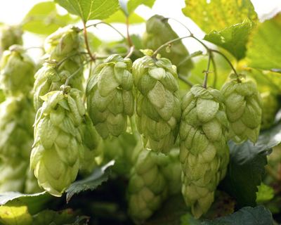 Create your own beer garden – hops are easy to grow and will keep you in tasty ale