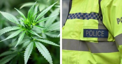 Nearly £500k of cannabis seized in Ayrshire raid as two men arrested