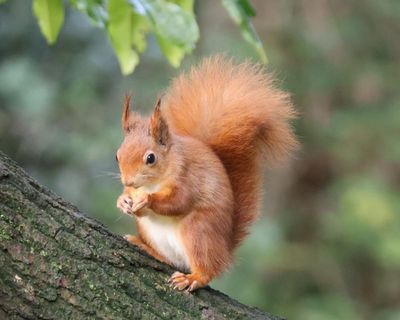 Red squirrel population thriving on Isle of Wight and could almost double, study finds