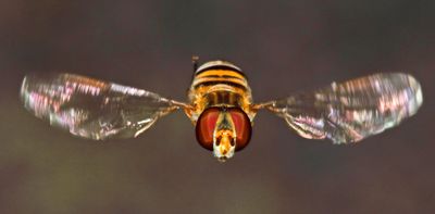 Thousands of flies keep landing on North Sea oil rigs then taking off a few hours later – here’s why