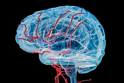 ‘Mileage clock’ found inside brain could help diagnose Alzheimer’s