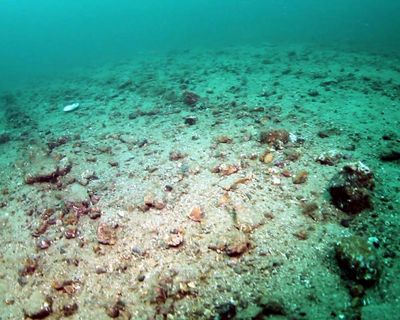 Bottom trawling is bulldozing Britain’s sealife protections