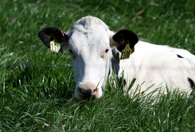 Painting Stripes On Cows To Lizards' Pizza Pick: Ig Nobel Winners