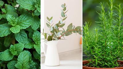 Survive spider season with these naturally repellent indoor plants