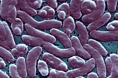 Louisiana reports five deaths from flesh-eating bacterium in coastal waters