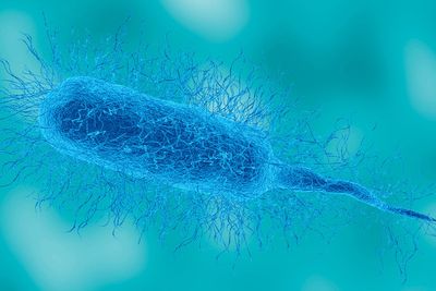 Louisiana patient dies from flesh-eating bacteria as US sees dozens of cases this year