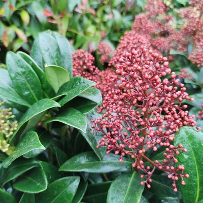 Best evergreen plants for borders – 5 winter bloomers and foliage staples that will brighten up the colder months