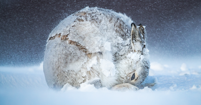 This Wildlife Photographer Captured 37 Stunning Moments In Nature